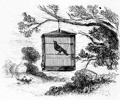 sketch of a bird in a cage hanging from a tree